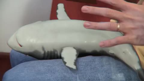 Shark training videos shorts