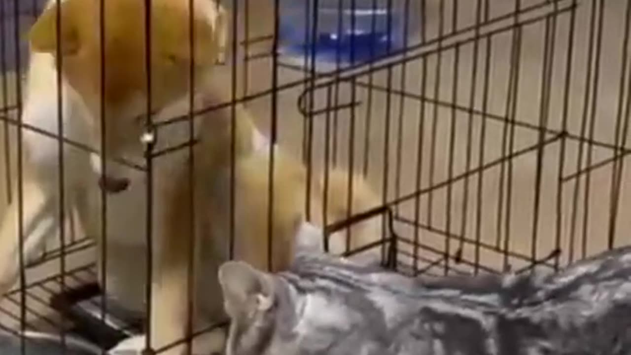Fun Funniest Cats And Dogs Videos 😂 - Best Funny Animal Videos 2023 😅 #shortvideo #funny #comedy
