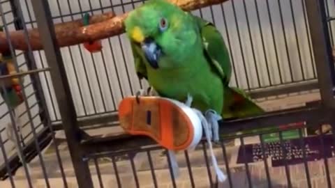 Parrot Laughs Like A Super-Villain