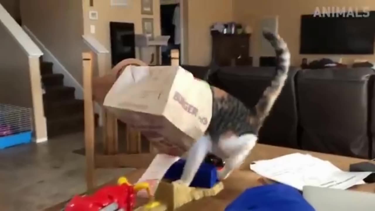 Chillin' Cats😹 Funniest Cats 😹 Best Funny Cat Videos of 2023