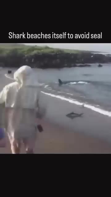 Shark Runs From Seal