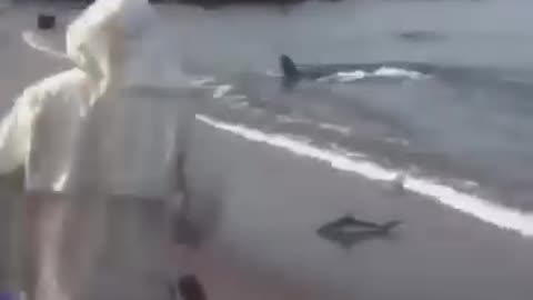 Shark Runs From Seal