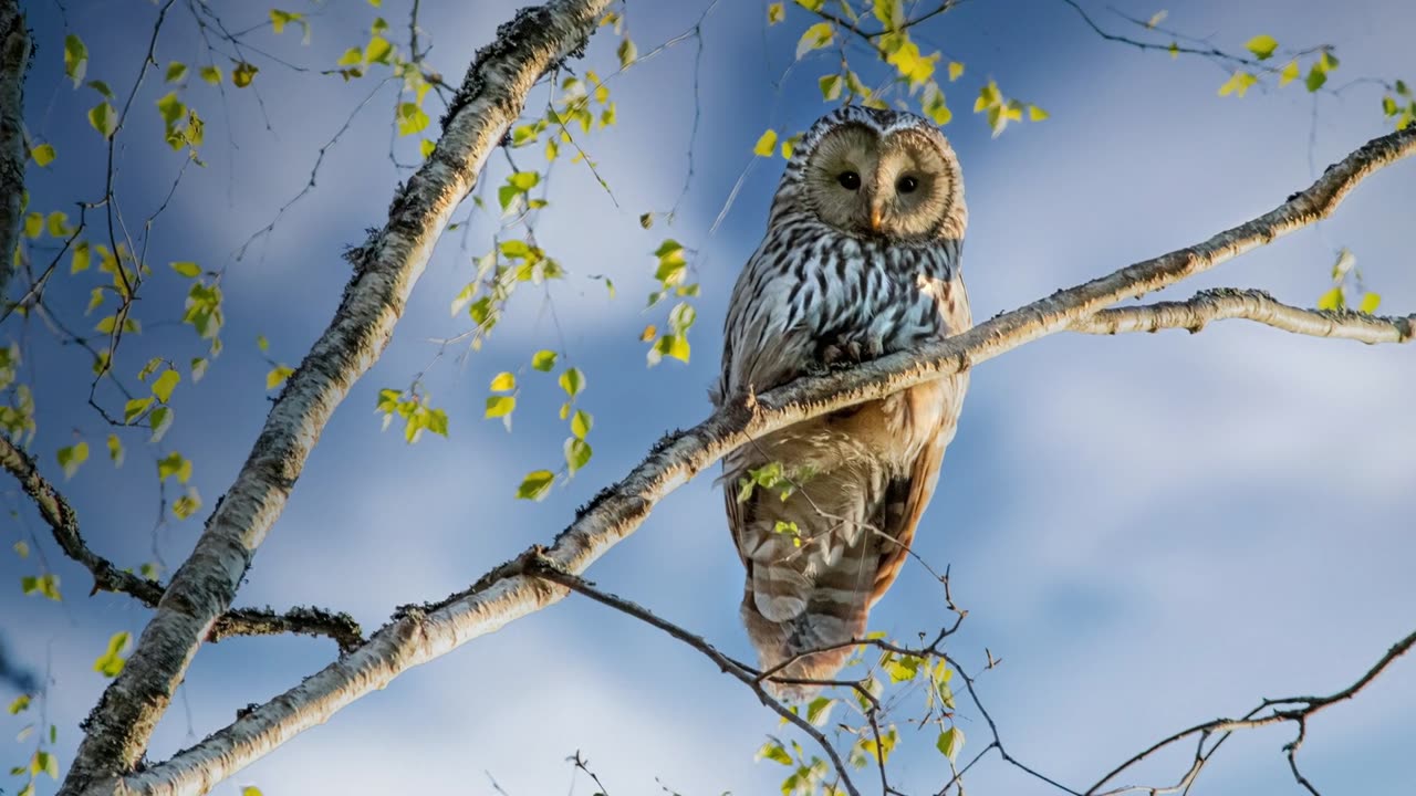 Owl, captivating wisdom in every glance, behold the enigmatic beauty of the owl 🦉✨