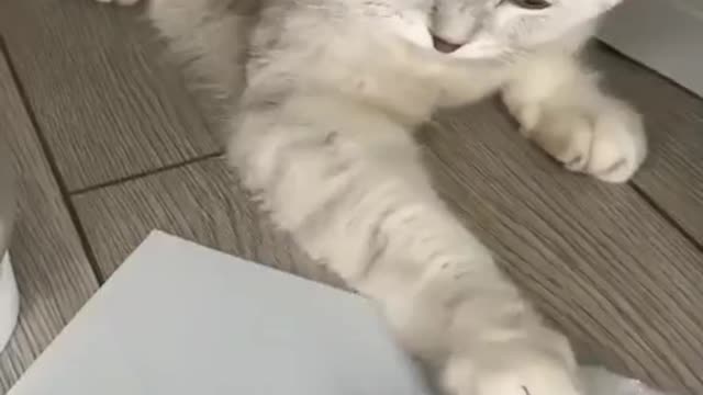 #cat #catsoftiktok #kitten #catlover #fyp #gato #pet #foryou