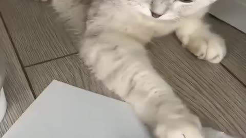 #cat #catsoftiktok #kitten #catlover #fyp #gato #pet #foryou