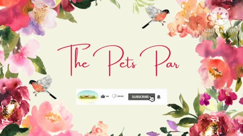 Funny Pets