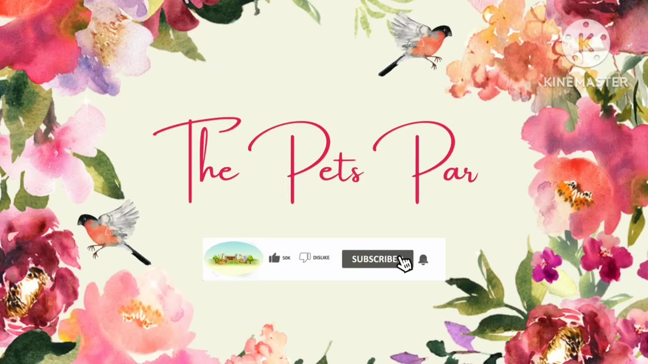 Funny Pets