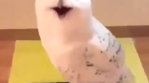 Cute Owl