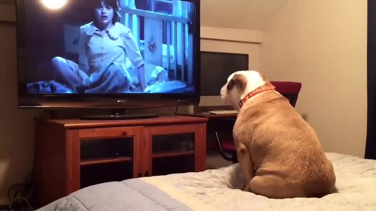 Bulldog watches a horror movie, does something INCREDIBLE during scary scene