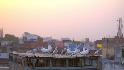 Birds on Rooftop at Sunset