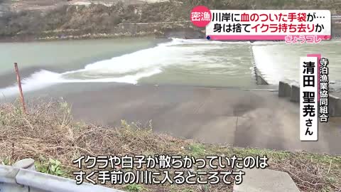 【川で“サケ密漁”】身は捨てイクラのみ持ち去り “不漁”で高騰のイクラ狙いか？ 新潟県