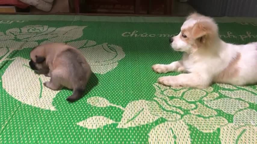 He was very surprised and happy to meet the puppy