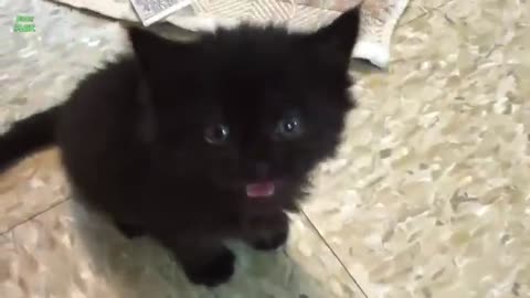 cutee kitten