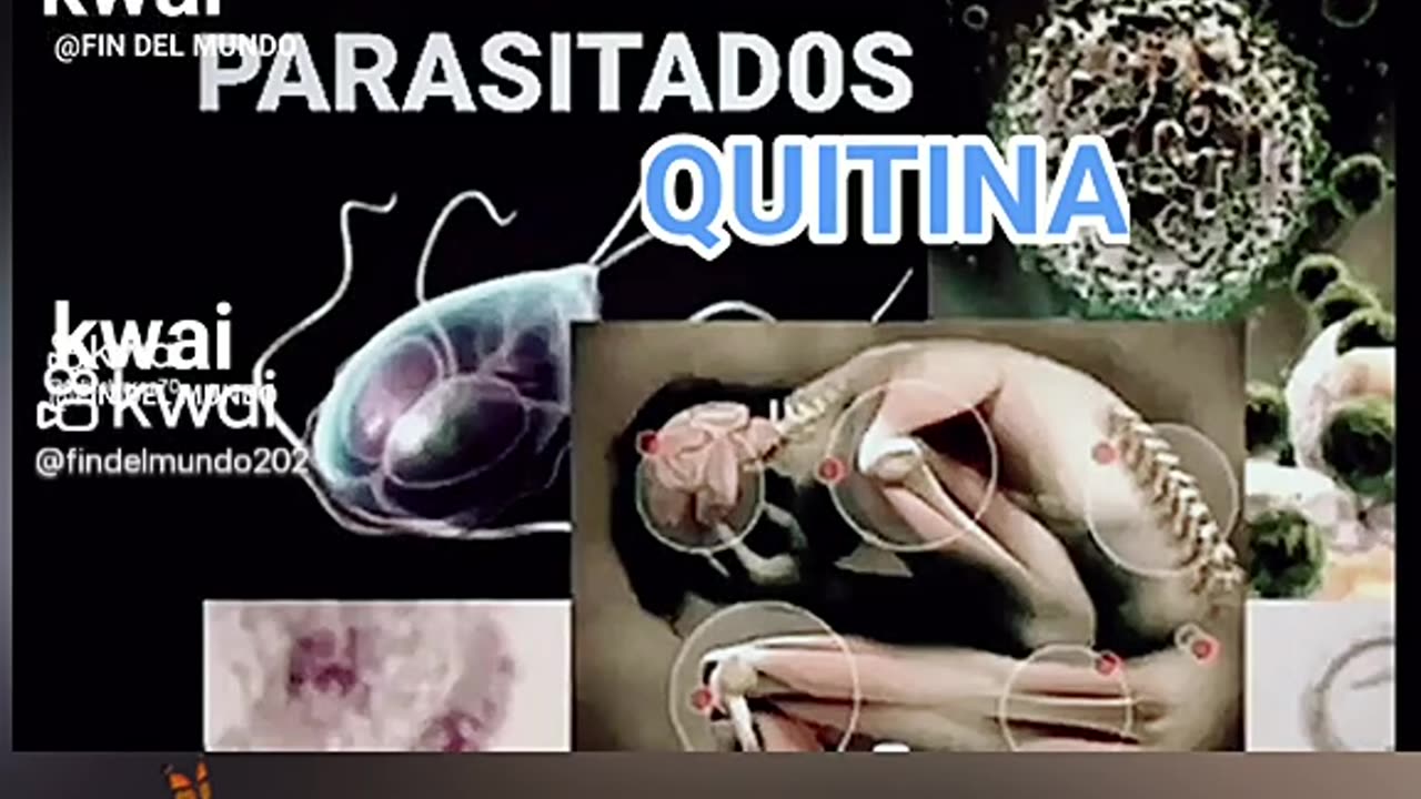 Quitina. Parasitos. Trans humanismo