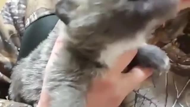 A wolf cub howls for the first time in its life