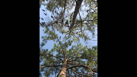 Florida Pine Flatwoods