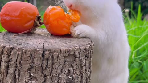 The little bunny eating persimmons makes me feel so tempted.