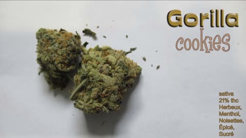 93 Gorilla Cookies