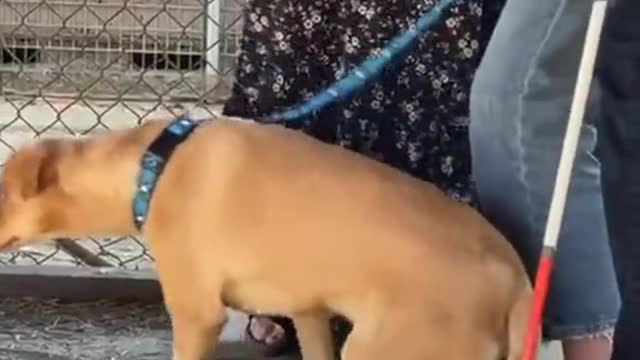 Blind veteran adopts blind dog given up by owners