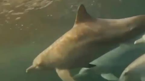 Shorts - Dolphins
