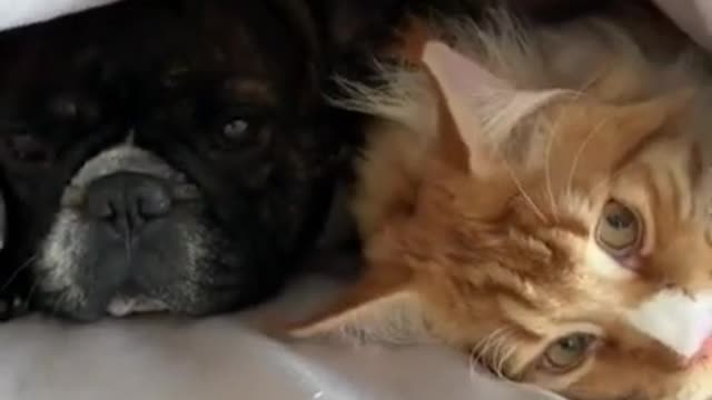 2022 NEW French dog and cat together under blankets - DAILY ANIMALS SHORTS