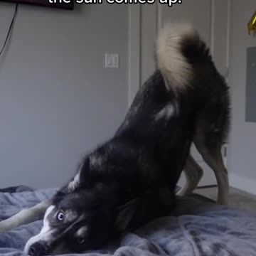 Absolutely no need for an alarm clock…