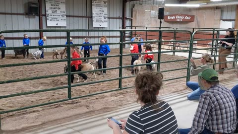 Verde Valley Fair Dairy Goats