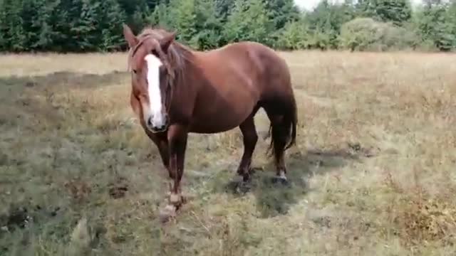 6 year old Russian heavy draft mare. Contact, top, and harness - knows it all
