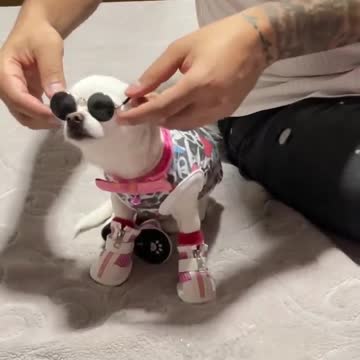 Have you ever seen dog like a action movie