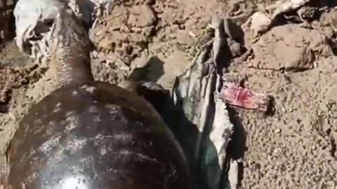 Freed The Turtle In The Pond 🐢🐢