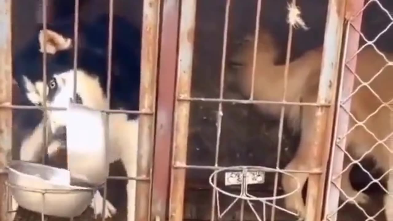💥The funniest dogs🐶 in the world 💥