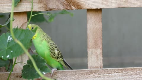 A parrot catch the branch