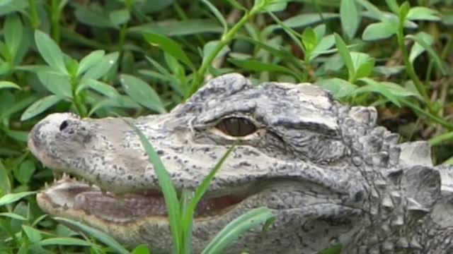 Watch me take a picture of the crocodile