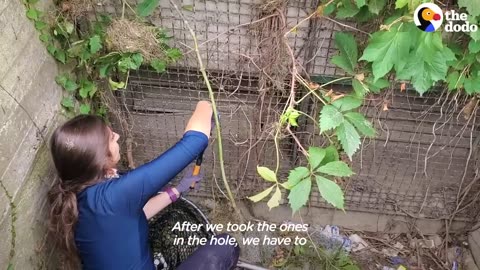 Family Of Tiny Bunnies Rescued From Storm Grate | The Dodo