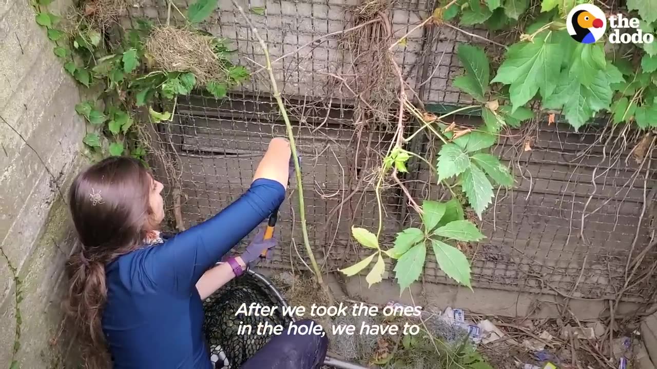 Family Of Tiny Bunnies Rescued From Storm Grate | The Dodo