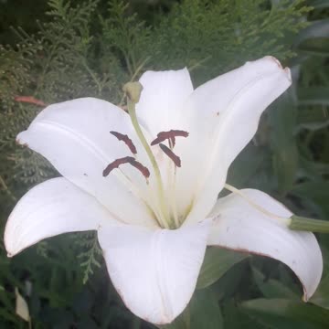 White Lily
