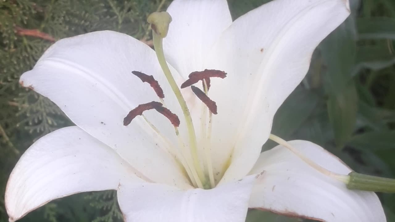 White Lily