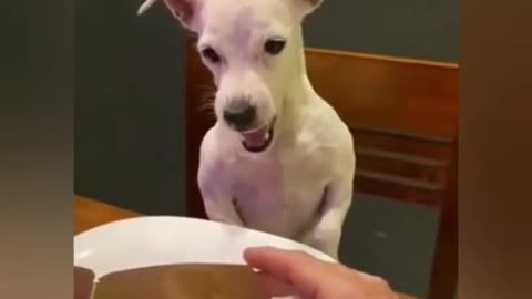 Cute 🐈 😻 and 🐕 🐶 can't wanting for food