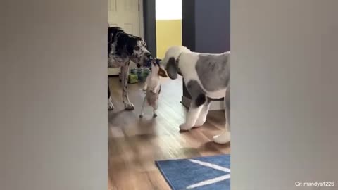 Cats and dogs are available 🤣🤣