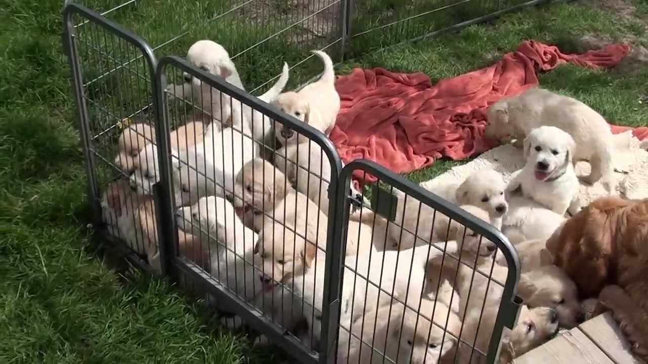 🤳😜😃Funny Video With Small Puppy👍😊🤣🤣🤣🤣🤣😂😁