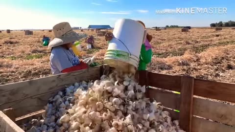 Rabbits in Australia