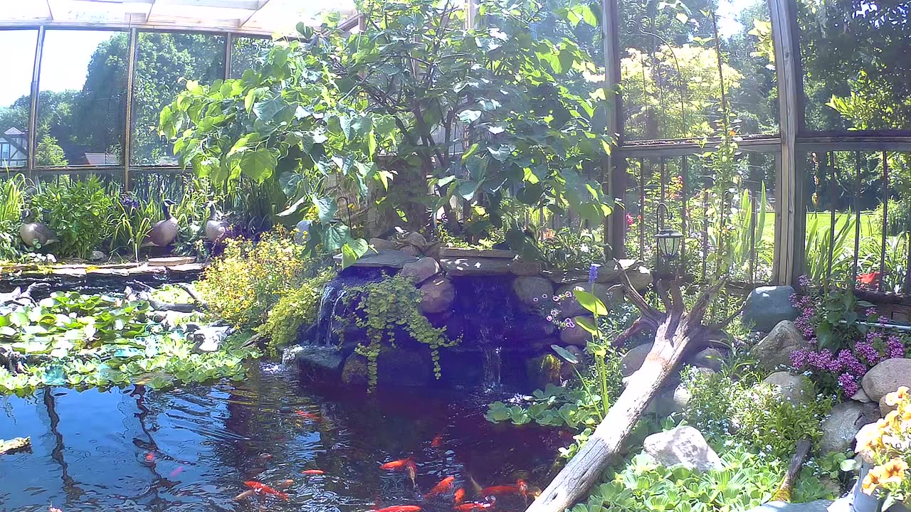 koi and goldfish pond 200705