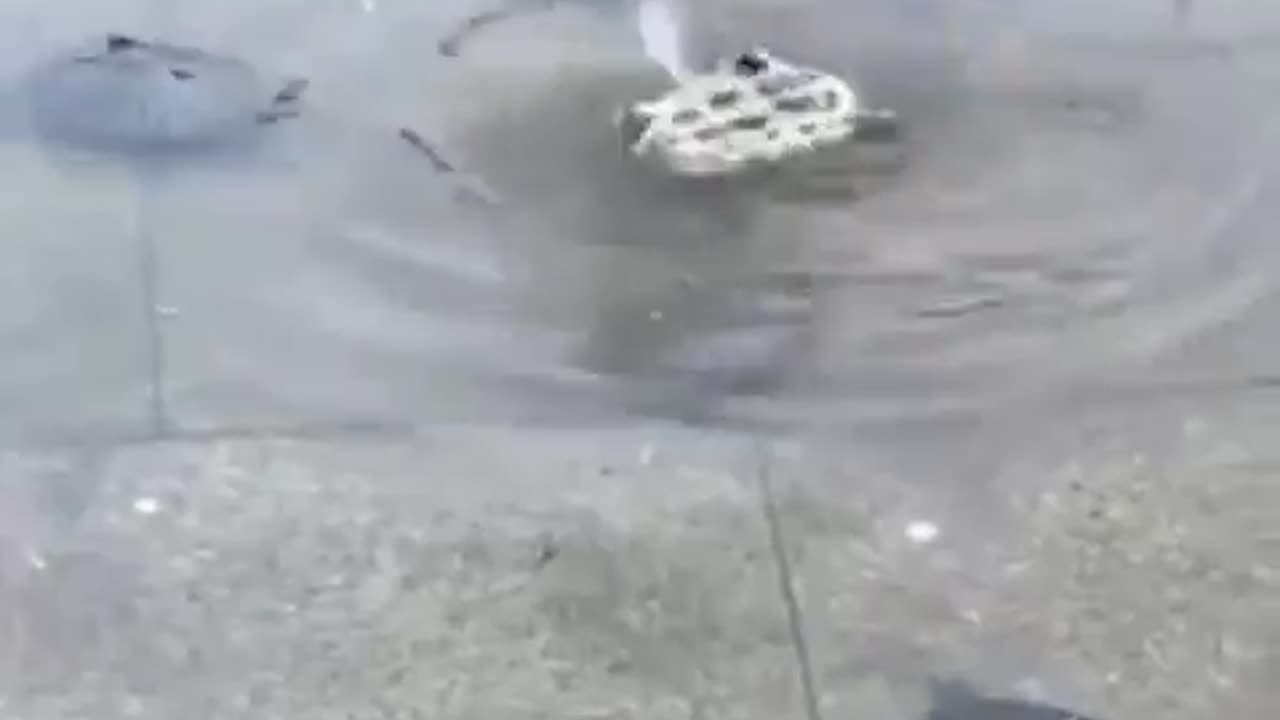 Turtles helping the other turtle