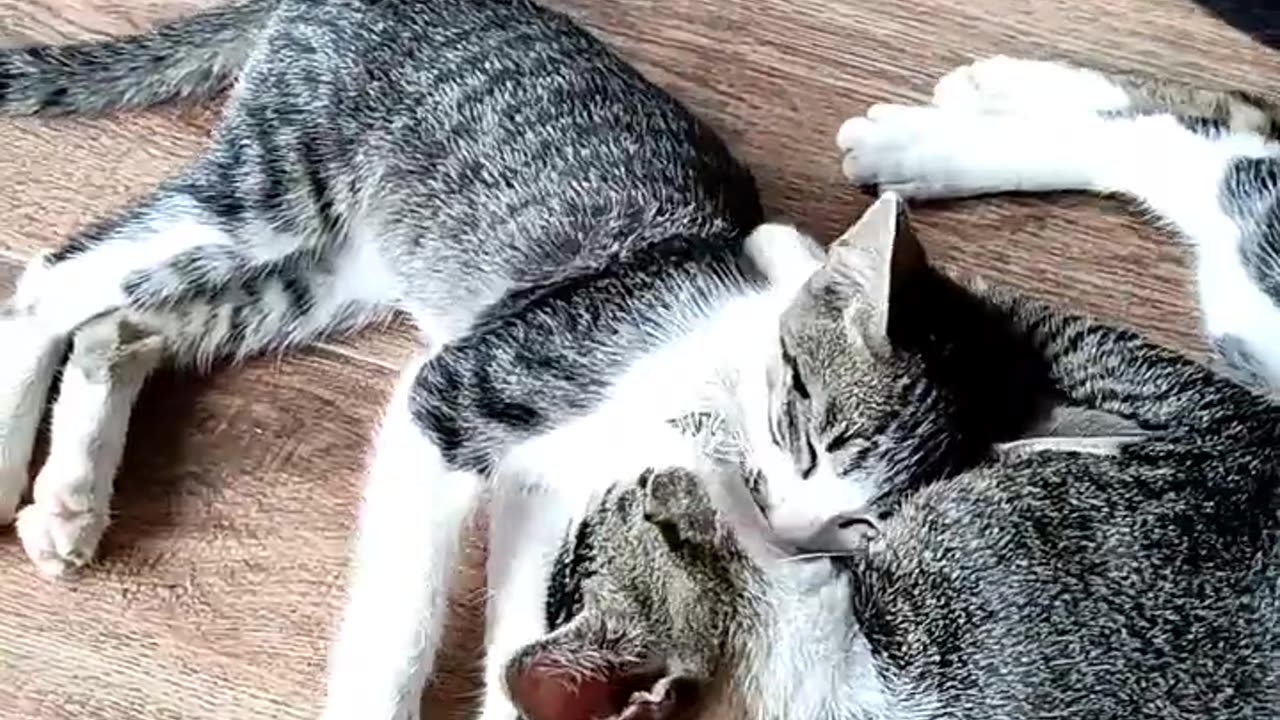 Baby Cats - Cute and Funny Cat Videos Compilation #60 | Aww Animals