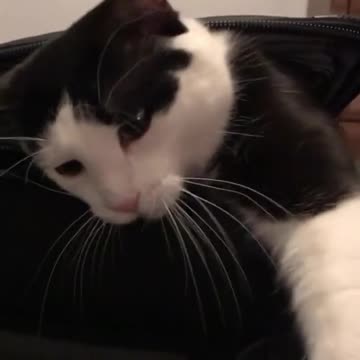 Gato reclama una valija vacía, se niega a que su dueño la use