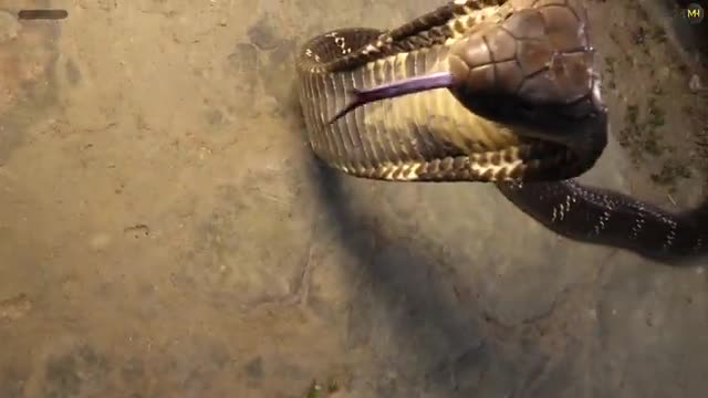 King Cobra दुनिया का सबसे खतरनाक सांप किंग कोबरा, आखिरकार मुरलीवाले हौसला ने कैसे रेस्क्यू .mp4