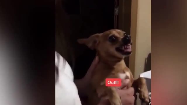 funnys video part 2