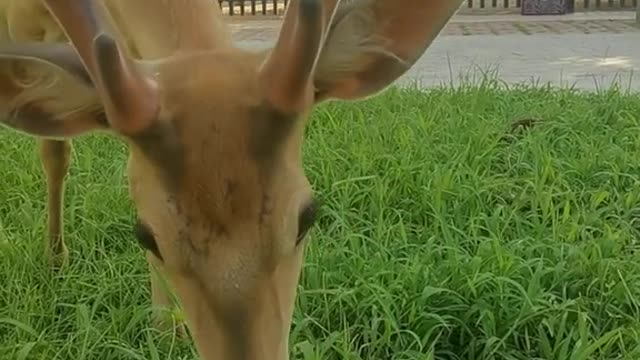 Sika deer