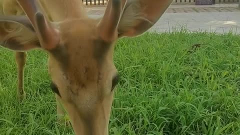 Sika deer