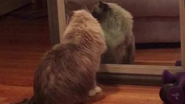 Fluffy kitty admires himself in the mirror